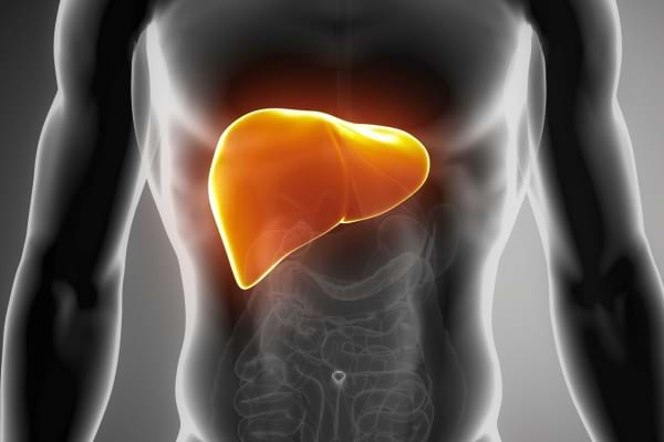 Illustration du foie en surbrillance dans un corps humain.