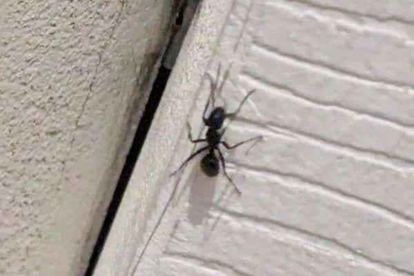 Une fourmi noire grimpe le long d’une fissure sur un mur extérieur.