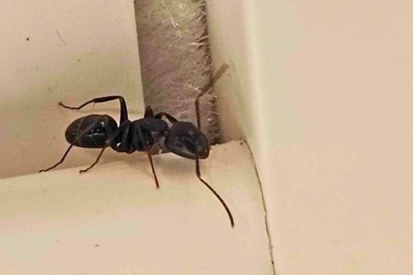 Une fourmi noire avance près d’un rebord de fenêtre.
