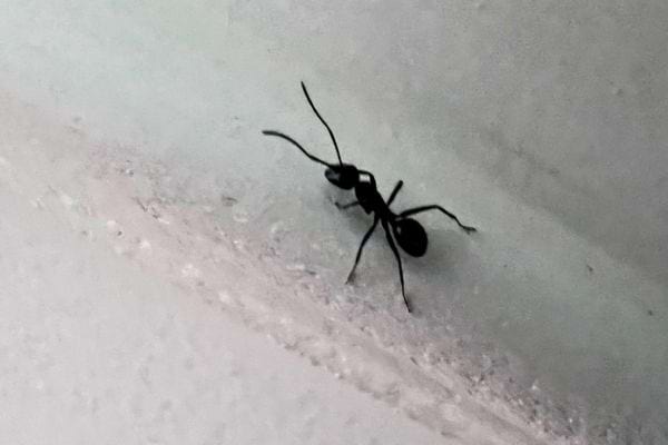 Une fourmi marche seule sur une surface inclinée et blanche.