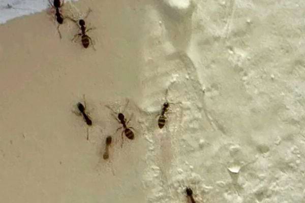 Plusieurs fourmis forment une file sur un mur blanc.