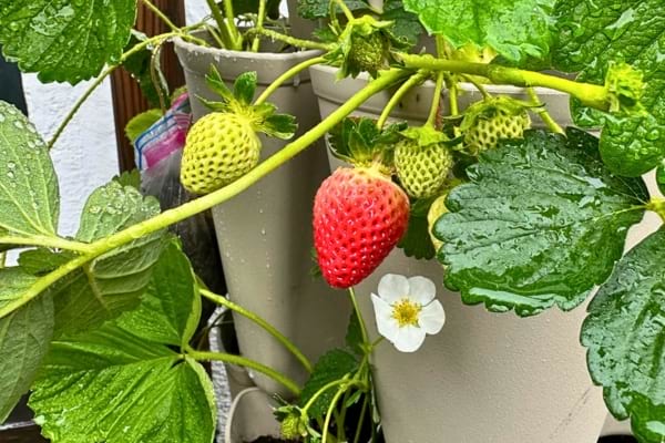 Fraise rouge brillante poussant en pot, entourée de fruits verts et d’une fleur.