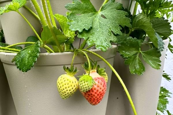 Fraises vertes et légèrement rosées poussant dans un pot suspendu.