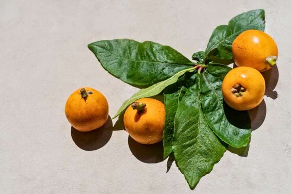 Quatre fruits orange et des feuilles brillantes.