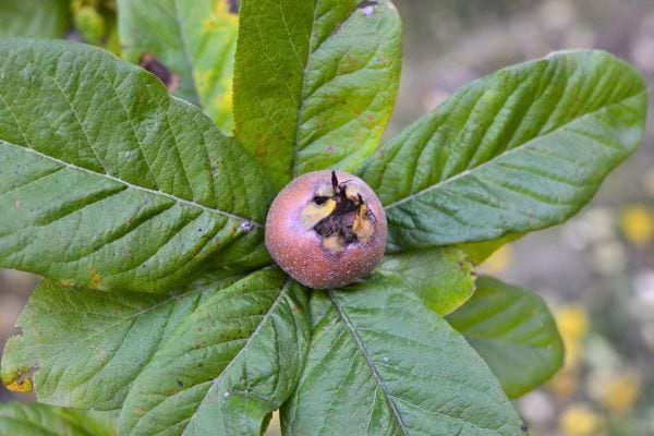 Fruit marron au centre de grandes feuilles vertes.