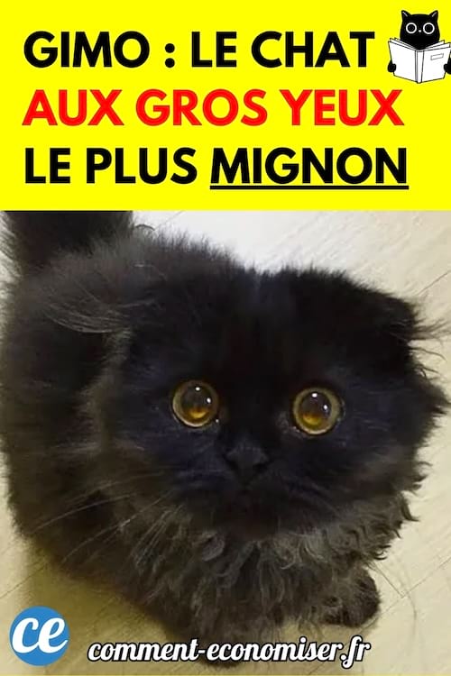 Chat noir aux yeux très grands et ronds regardant fixement l'objectif. 