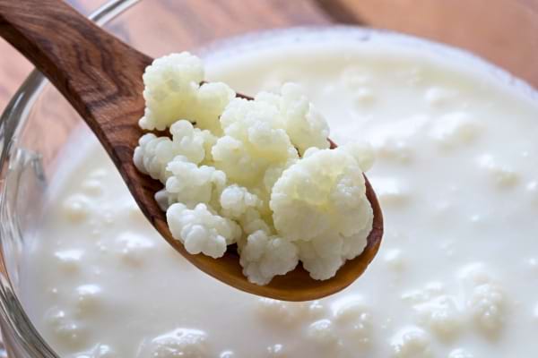 Grains de kéfir blancs sur cuillère en bois au-dessus d’un bol de lait fermenté.