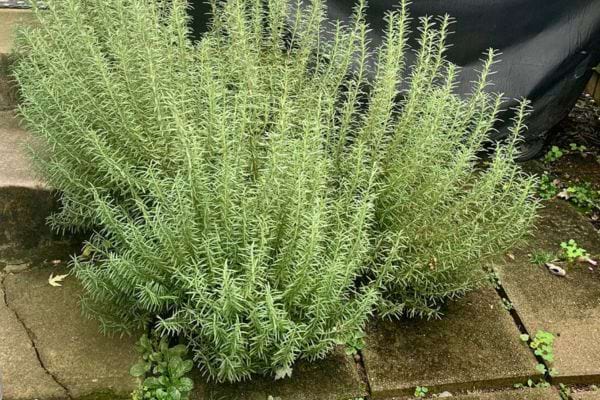 Grand buisson de romarin dense poussant à l’extérieur.