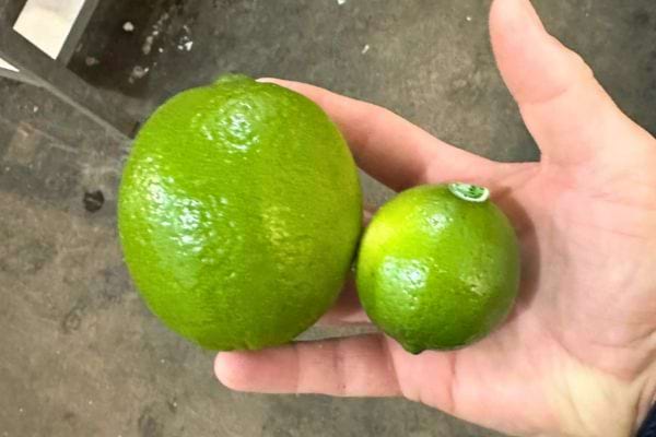 Deux citrons verts de tailles différentes sur une main.