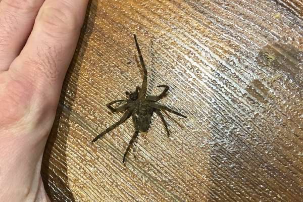 Araignée brune velue sur sol en bois.