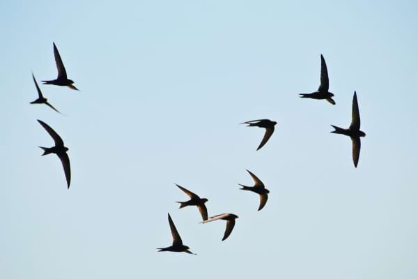 Un groupe d’hirondelles vole en formation dans un ciel clair.