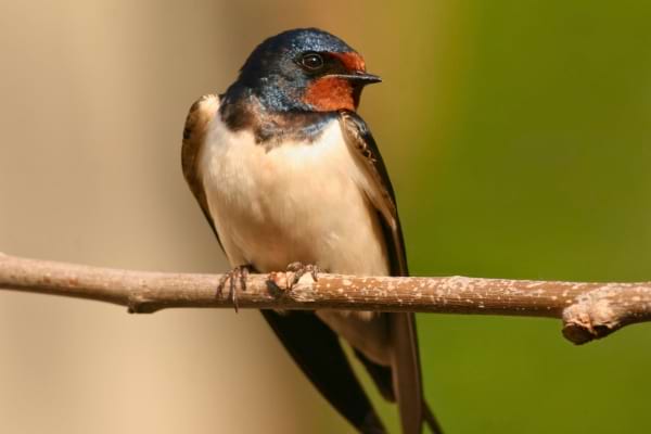 Une hirondelle est perchée calmement sur une branche, en pleine nature.