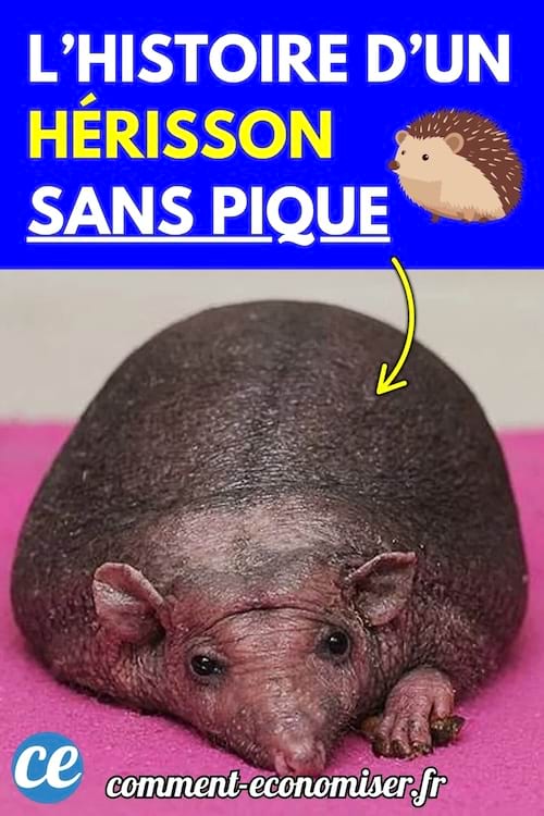 Hérisson sans piquants allongé sur un tissu rose, peau nue et lisse laissant apparaître ses traits distinctifs.