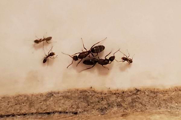 Un petit groupe de fourmis se rassemble près d’un angle du sol.
