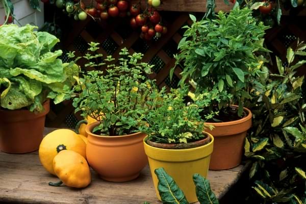 Plusieurs pots de plantes aromatiques sur une table de jardin avec des légumes.
