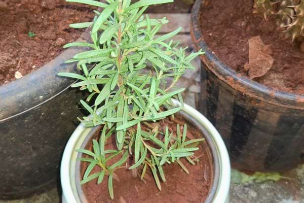 Jeune pousse de romarin dans un petit pot avec terre rouge.