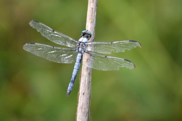 Une libellule bleue aux ailes usées est accrochée à un bâton.