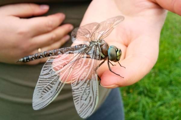 Une libellule brune repose paisiblement sur la main d’une personne.