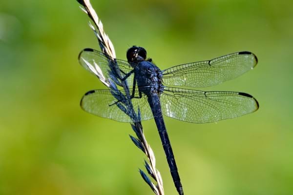 Une libellule noire aux ailes translucides est posée sur un brin d'herbe.