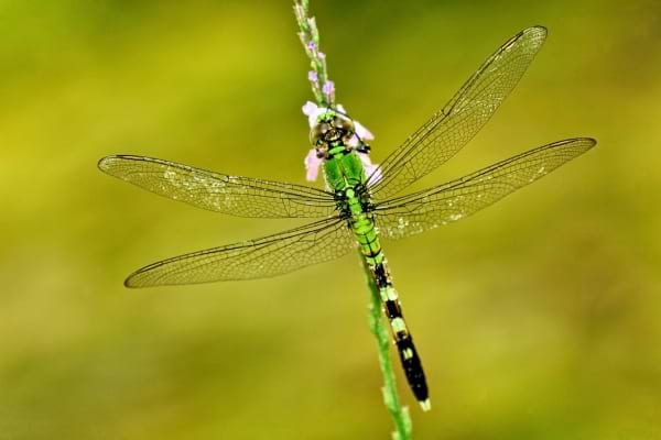Une libellule verte brillante est perchée sur une tige fine fleurie.