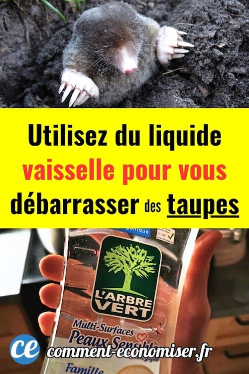 Du liquide vaisselle contre les taupes dans les jardins