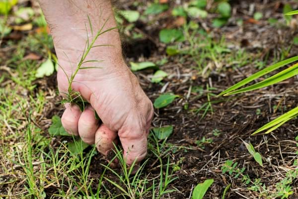Une main arrache des mauvaises herbes à la main dans un jardin.