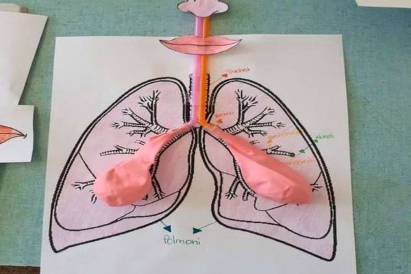 Schéma des poumons avec pailles et ballons.