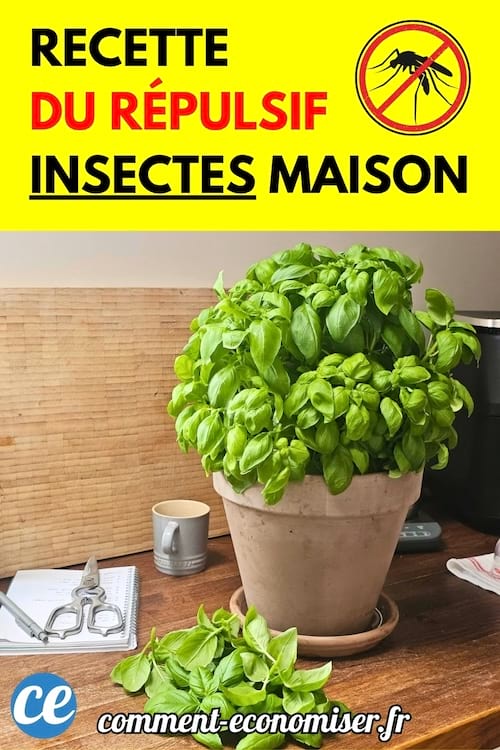 Pot de basilic frais posé sur une table en bois avec des feuilles coupées autour.