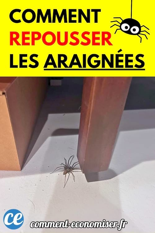 Une araign&eacute;e marche sur le sol, pr&egrave;s d&rsquo;un meuble en bois et d&rsquo;un carton.