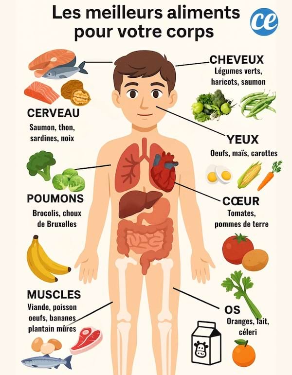 le guide des meilleurs aliments pour la santé