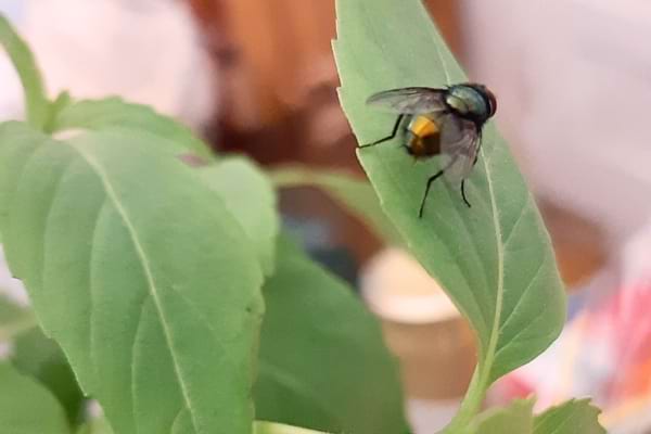 Mouche posée sur une feuille de basilic à l’intérieur.