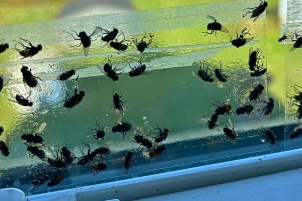 Ruban collant rempli de mouches piégées sur une fenêtre ensoleillée.