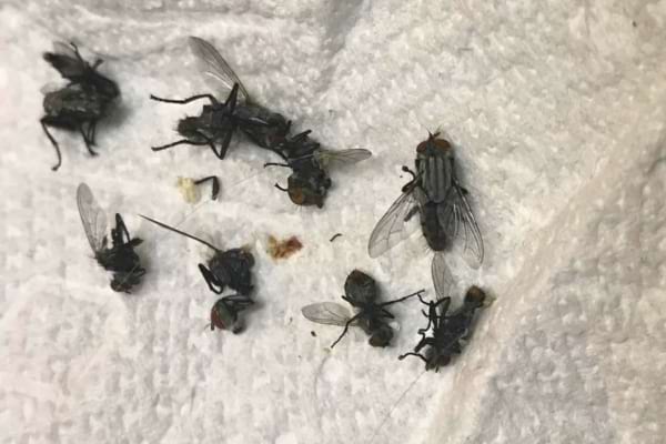 Plusieurs grosses mouches mortes sur un essuie-tout blanc.