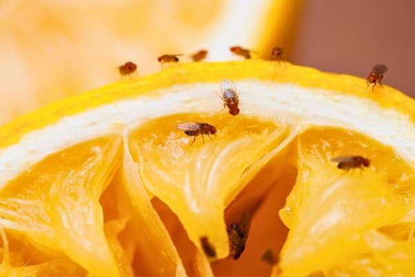 Des mouches sont rassemblées sur un citron coupé, attirées par son jus.