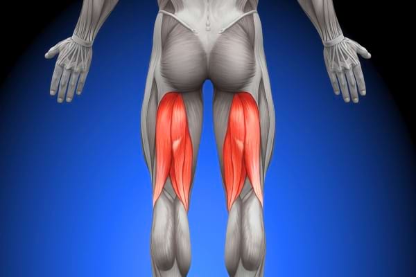 Illustration anatomique montrant les muscles ischio-jambiers en rouge à l’arrière des cuisses.