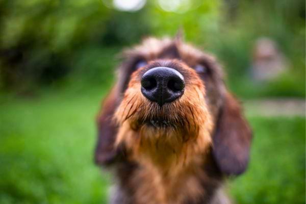 Een nieuwsgierige hond beweegt zijn snuit naar de lens.