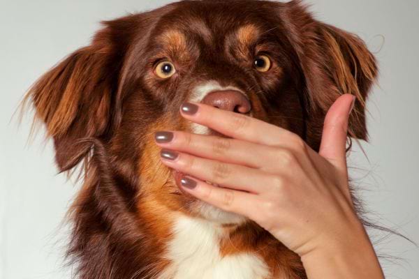 Une main humaine couvre la gueule d’un chien inquiet.