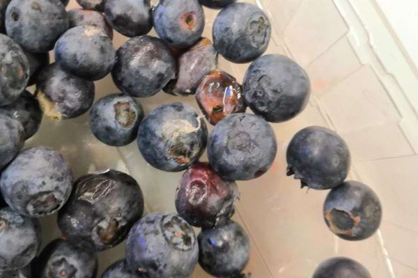 Myrtilles humides avec des traces visibles de moisissures.