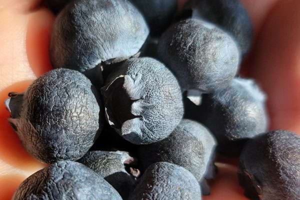 Myrtilles desséchées et ridées dans une main.