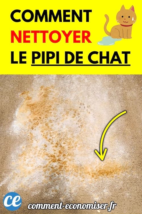 Une tache d’urine de chat visible sur un tapis beige.