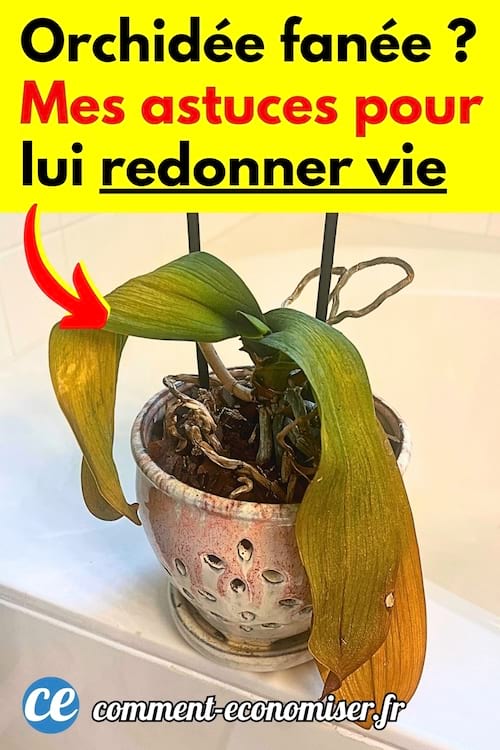 Une orchidée fanée qui a besoin d'être ravivée