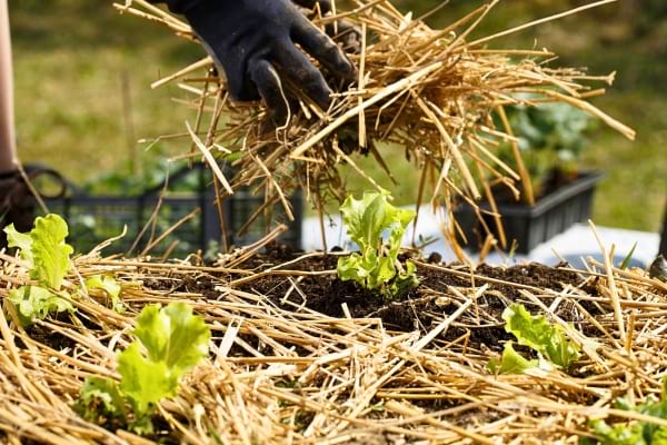 Une main gantée étale du paillis autour de jeunes plants de fraises en pleine terre.