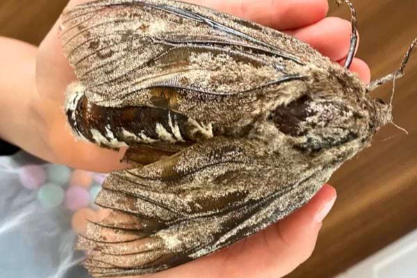 Un très grand papillon de nuit, recouvert de poussière, tenu dans une main.
