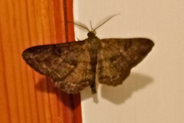 Un petit papillon de nuit brun foncé posé sur un mur en bois clair.