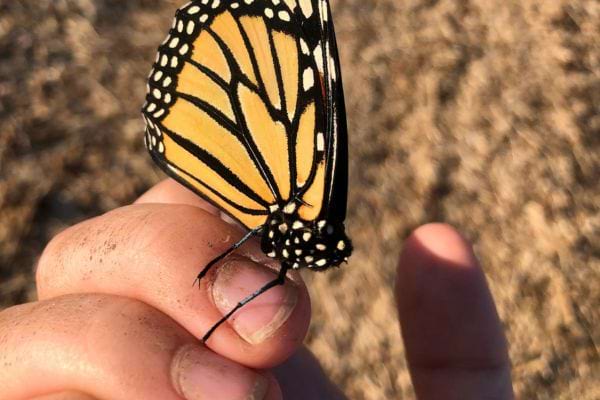 Un papillon orange repose sur un doigt terreux.