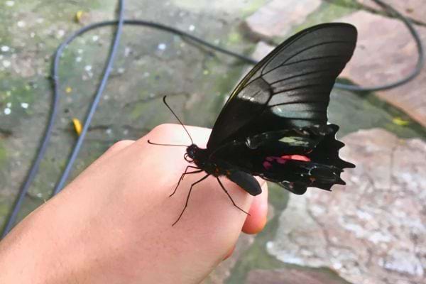 Un papillon noir aux reflets rouges est posé sur une main.