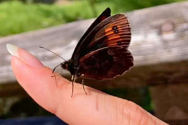 Un papillon noir avec des taches orange est posé sur un ongle long.