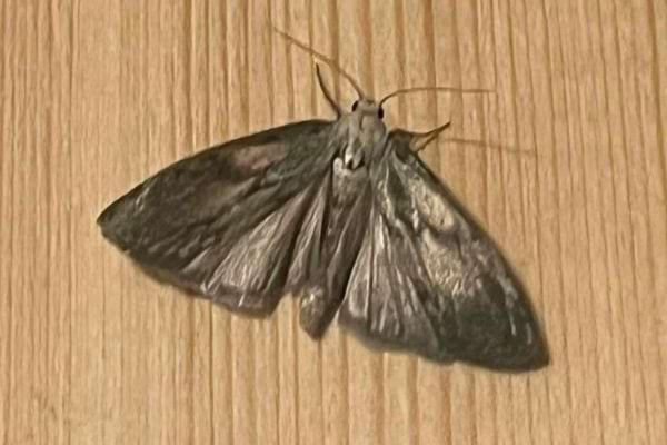 Un papillon sombre aux ailes brillantes, posé sur un parquet en bois clair.