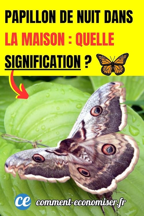 un papillon de nuit posé sur une feuille