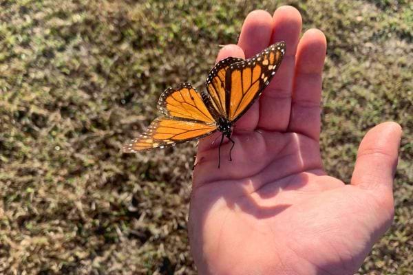 Un papillon orange déploie ses ailes sur une paume.